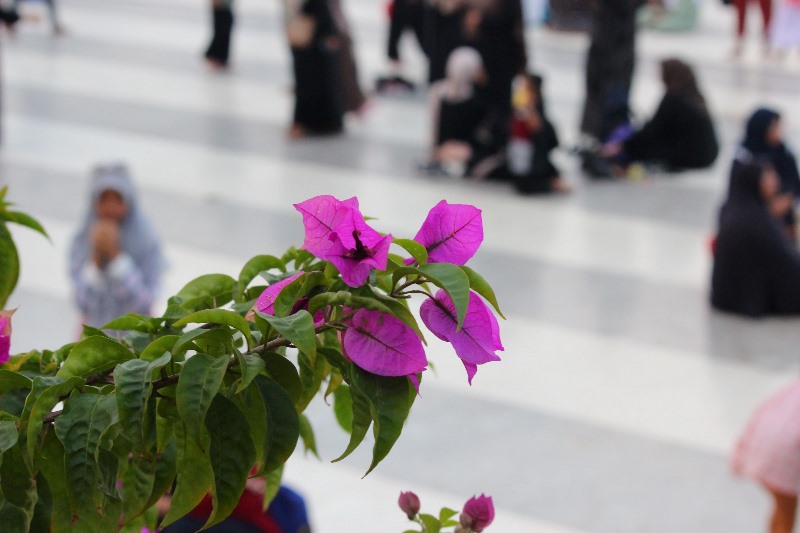 Foto Bokeh: Pengertian, Jenis-Jenis, dan&nbsp;Tekniknya